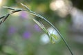 green praying mantis on a blade of grass Royalty Free Stock Photo