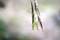 green praying mantis on a blade of grass Royalty Free Stock Photo