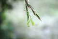 green praying mantis on a blade of grass Royalty Free Stock Photo