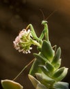 Green praying mantis on blossom flower on brown background Royalty Free Stock Photo