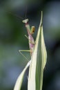 A green praying mantis on a common spider plant