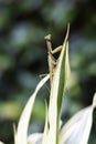 A green praying mantis on a common spider plant