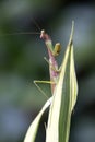 A green praying mantis on a common spider plant