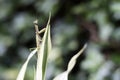 A green praying mantis on a common spider plant