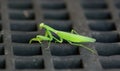 Green praying mantis crawls on surface close-up, isolated on blurred background, impressive wild insect outdoors