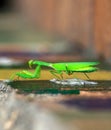 Green praying mantis crawls on surface close-up, isolated on blurred background, impressive wild insect outdoors