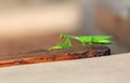 Green praying mantis crawls on surface close-up, isolated on blurred background, impressive wild insect outdoors