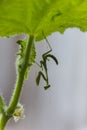 Green praying mantis on a cucumber plant Royalty Free Stock Photo