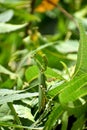 Green praying mantis eyes looking at us. Royalty Free Stock Photo