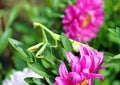 A praying mantis from the Sphondromantis family sits on a green leaf. Royalty Free Stock Photo