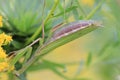 Green Praying mantis on golden rod flower