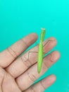 Green praying mantis in hand on green background Royalty Free Stock Photo