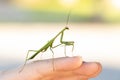 Green Praying Mantis on a hand Royalty Free Stock Photo
