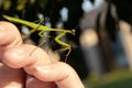 Green Praying Mantis on a hand Royalty Free Stock Photo