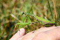 Green praying mantis on hand. Royalty Free Stock Photo
