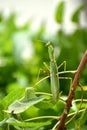 Green praying mantis with hands closed Royalty Free Stock Photo