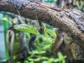 Green praying Mantis hanging on a tree branch. Royalty Free Stock Photo