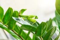 Green Praying Mantis Hierodula rufopatellata on the leaves of the Zamioculcas plant Royalty Free Stock Photo