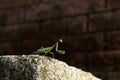 Green praying Mantis insect on concrete block with a background of unfocused bricks