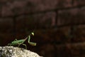 Green praying Mantis insect on concrete block with a background of unfocused bricks