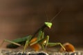 Green praying Mantis insect on concrete block with a background of unfocused leaves and bricks