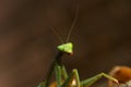 Green praying Mantis insect on concrete block with a background of unfocused leaves and bricks