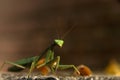 Green praying Mantis insect on concrete block with a background of unfocused leaves and bricks