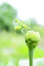 Green Praying mantis insect with macro close up in the nature Royalty Free Stock Photo