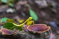 Green praying mantis insect on mushroom