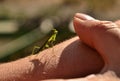 The green praying mantis insect sitting on a hand Royalty Free Stock Photo