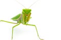 Green praying mantis isolated on white background Royalty Free Stock Photo