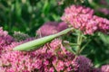 Green Praying Mantis Latin: Mantis religiosa on decorative garden plant Sedum spectabile or Stonecrop flowers Latin: Royalty Free Stock Photo