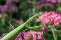 Green Praying Mantis Latin: Mantis religiosa on plant Sedum spectabile or Stonecrop flowers Latin: Hylotelephium spectabile. Royalty Free Stock Photo