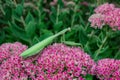 Green Praying Mantis Latin: Mantis religiosa on decorative garden plant Sedum spectabile or Stonecrop flowers Latin: Royalty Free Stock Photo