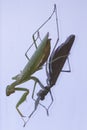 A green praying mantis looking at its reflection in a window Royalty Free Stock Photo