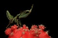 A green praying mantis is looking for prey on a cactus flower. Royalty Free Stock Photo