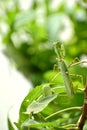 Green praying mantis looking at us. Royalty Free Stock Photo