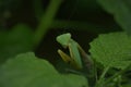 Green praying mantis macro portrait perched on leaf with selective focus in natural garden environment and soft green background Royalty Free Stock Photo