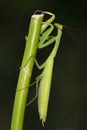 Green praying mantis / Mantis religiosa Royalty Free Stock Photo