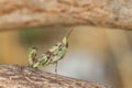 Green praying mantis Mantodea on logs in morning nature