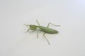 Green praying mantis on white background with leaves, detailed macro insect view Royalty Free Stock Photo
