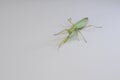 Green praying mantis on white background with leaves, detailed macro insect view Royalty Free Stock Photo
