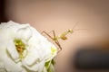 Green Praying Mantis nymph sitting on a white rose flower