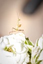 Green Praying Mantis nymph sitting on a white rose flower