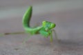 Green praying mantis over gray blurred background Royalty Free Stock Photo