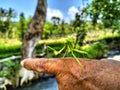 Praying mantis perched on index finger Royalty Free Stock Photo