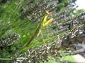 Praying Mantis on Lavender Royalty Free Stock Photo