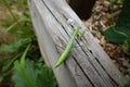 green praying mantis in raised bed in backyard garden, auxiliary fauna of the crops Royalty Free Stock Photo
