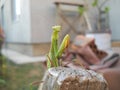 Green praying mantis Royalty Free Stock Photo