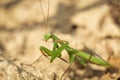 Green praying mantis. Mantis religiosa Macro view Royalty Free Stock Photo